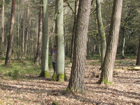 Ein Waldstück mit Baumstämmen